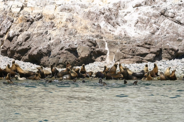 Comunidad de leones marinos